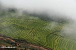 Terraced rice fields in NW Yunnan