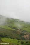 Rice terraces in northwest Yunnan