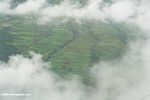 Terraced rice fields in northwest Yunnan