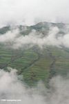 Rice terraces in NW Yunnan