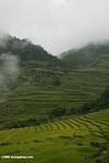 Terraced rice fields in rural China