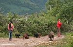 Kids with their pigs on a road in Ping'an