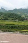 Rice fields along the upper Mekong