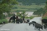 Pig invasion on the road to Dechen