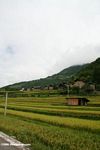 Terraced rice along a road in Yunnan