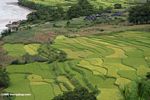 Rice paddies along the upper MeKong River in China