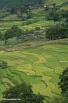 Rice agriculture along the upper MeKong River in China