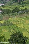 Bright green rice fields along the upper MeKong River in China