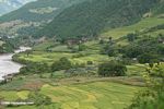 Bright green rice paddies along the upper MeKong River in China