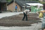 Woman raking medicinal roots in China