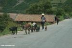 Father walking with children and pigs on a Yunnan road