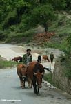 Naxi man driving cattle on a Yunnan road