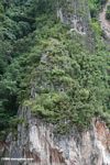 Vegetation growing on a gray limestone cliff above the Mekong