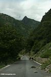 Yunnan road with livestock