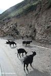Many goats blocking a highway in Tibetan Yunnan