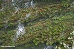 Aquatic plants growing submerged in a pond in China