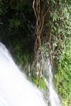 Moss along a waterfall