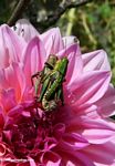 Mating grasshoppers on a pink flower
