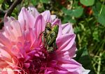 Grasshoppers mating on a pink flower