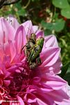 Pair of grasshoppers mating on a pink flower