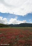 Red plants on a pasture in Tibetan Yunnan