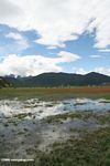 Flooded grassland near Zhongdian