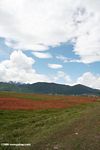Red grass across a Tibetan pastureland