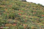 Tibetan wildflowers on a hillside above a highway