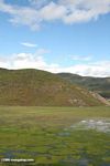 Flooded grassland in Tibetan Yunnan