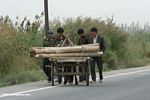 Uighur men securing logs to a donkey cart
