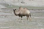 Camel in Xinjiang