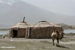 Camel and yurts on the shore of Lake Karakol