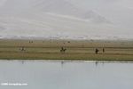 Tajik cowboys on a grassy plain