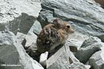 Chinese rodent in Xinjiang