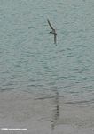 Bird flying over Lake Karakul