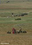 Tajik women at work on the farm