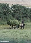 Man pulling a cart full of feed grass