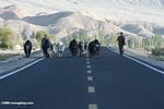Yaks on the Karakoram highway