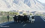 A group of yaks walking on the Karakoram highway