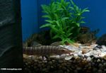 Banded loach