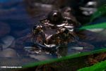 Spinosa frog (Paa boulengeri)