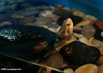 Moss-backed or Green Haired turtle (Mauremys mutica)