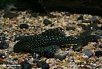 Black plecostomus with turquoise polka-dots