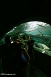 Visitors at the Shanghai aquarium Amazon fish tunnel