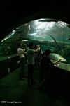 Tourists at the Amazon fish tunnel at the Shanghai aquarium