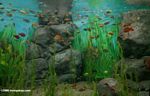 Rainbowfish biotope