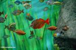 Red Rainbowfish (Glossolepis incisus)