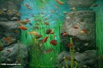 Rainbow fish tank
