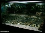 Archerfish display tank