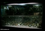 Brackish water biotope tank with Archerfish and scats